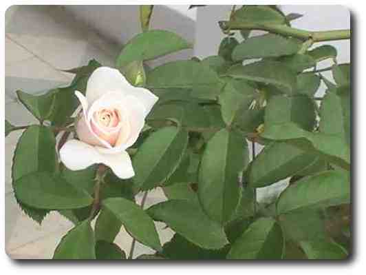 Rosa Blanca de nuestro jard&iacute;n