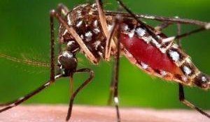 Mosquito Aedes aegyti. Foto: Archivo.