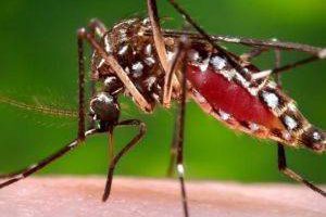 Mosquito Aedes aegyti. Foto: Archivo.