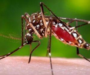 Mosquito Aedes aegyti. Foto: Archivo.