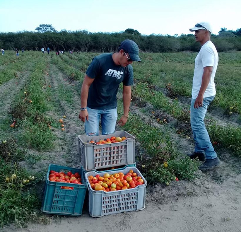 Recogida de tomate (1)