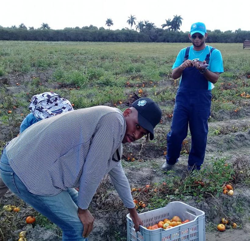 Recogida de tomate (2)