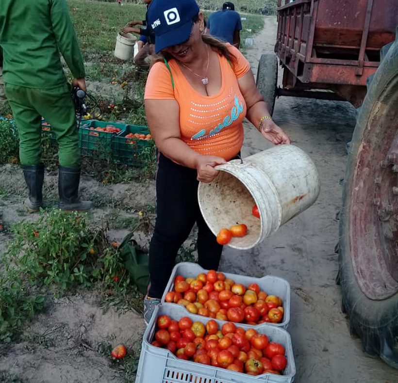 Recogida de tomate (6)