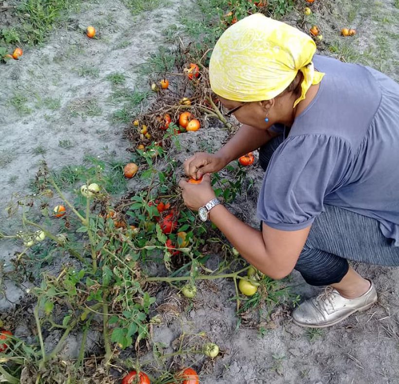 Recogida de tomate (7)