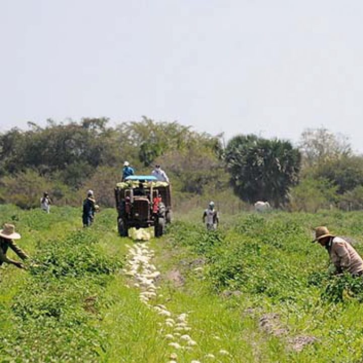 RECORRIDO AGRICULTURA 1