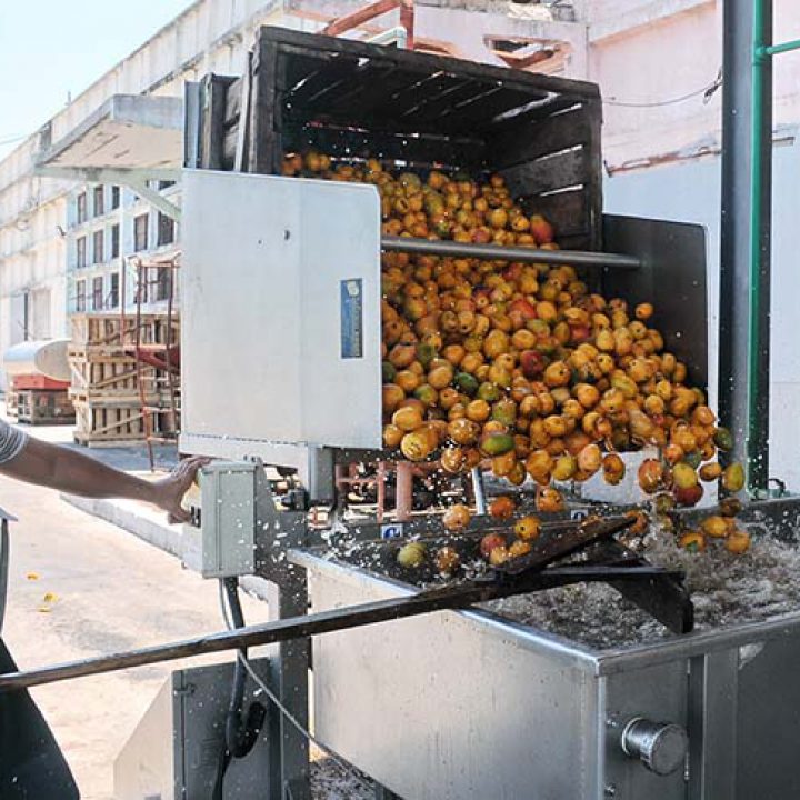MANGO FOTO 1