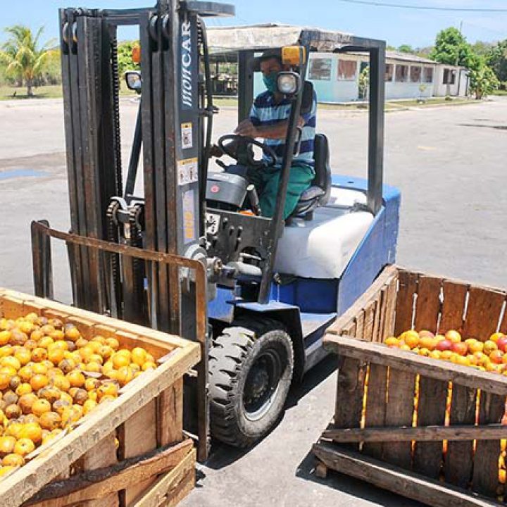 MANGO FOTO 3