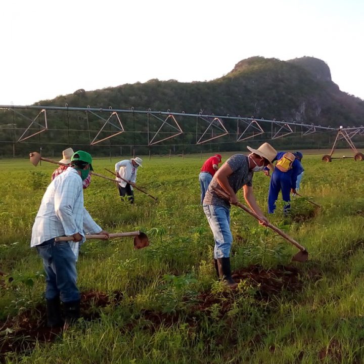 campesinos 1