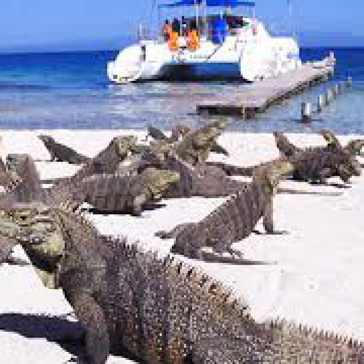 Cayo