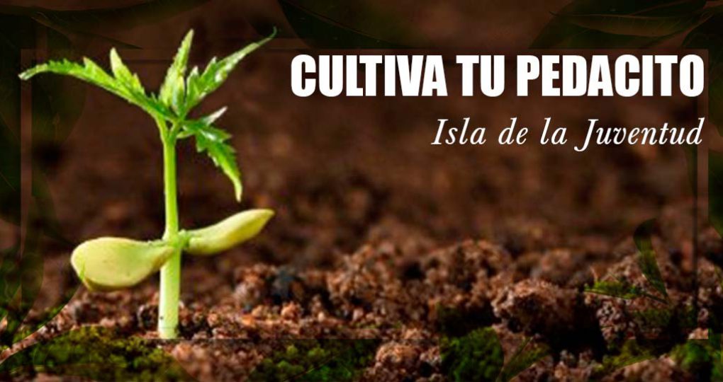 Cultiva tu pedacito – Planta