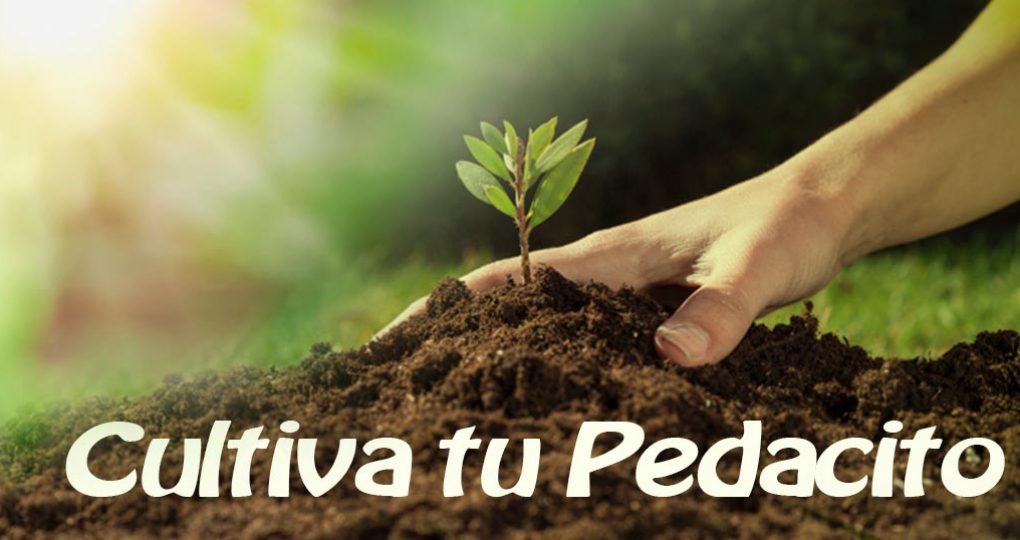 Cultiva tu pedacito – con sol