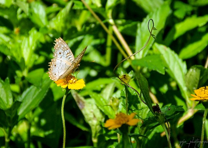 Mariposa