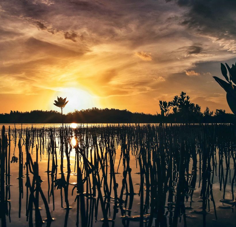 1 Manglar