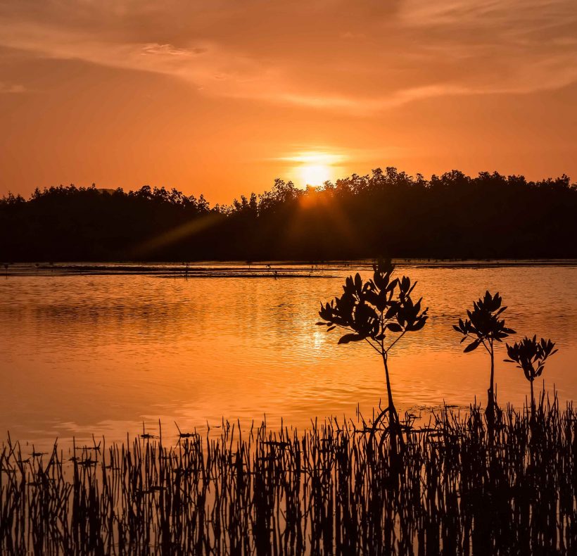 2 Manglar