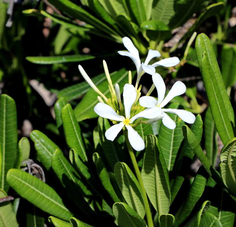 Encantos naturales al este – Web (11) (2)